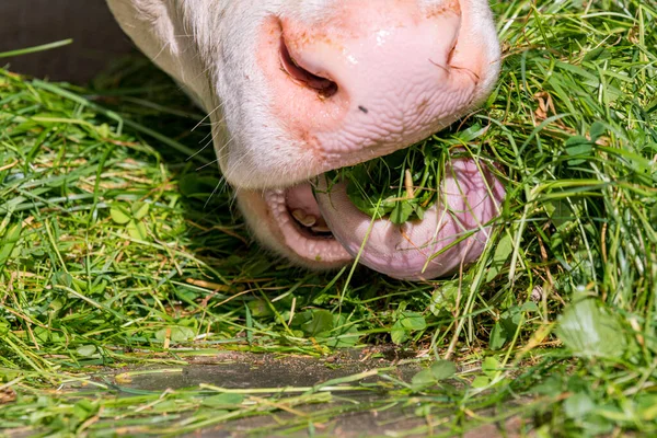 Cow eats cut green grass