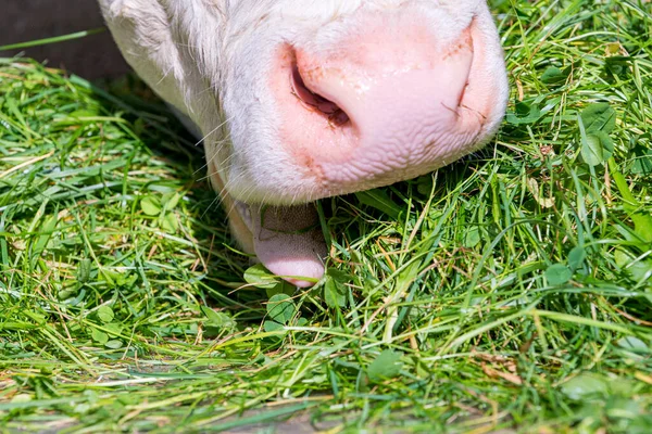 Vaca Come Grama Verde Cortada — Fotografia de Stock