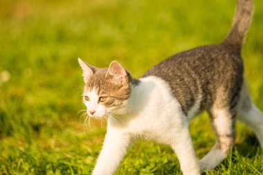 Kedi çimenlerde avlanır.