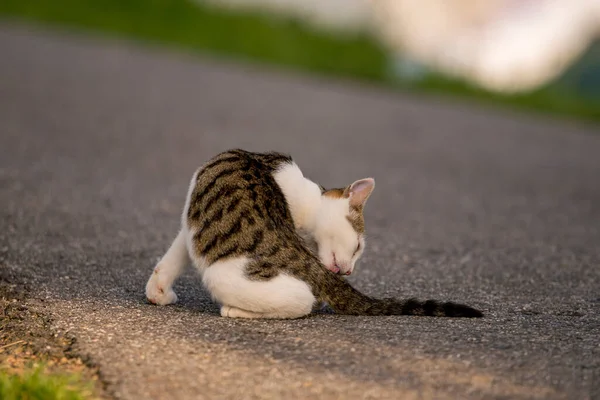 Cat cleaning itself on the street and licking its tail