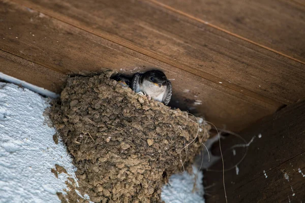 Schwalbennest Mit Schwalbenbaby — Stockfoto