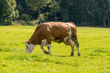 Güneşte çayırda otlayan inek.