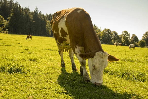 Står Ängen Vackert Solsken — Stockfoto