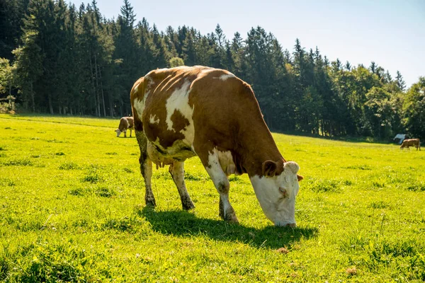 Står Ängen Vackert Solsken — Stockfoto