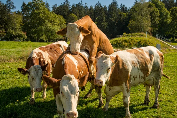 Dos Vacas Amándose Prado — Foto de Stock