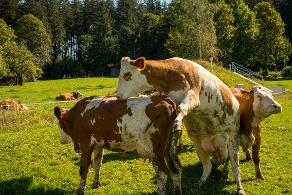 Twee Koeien Die Van Elkaar Houden Weide — Stockfoto