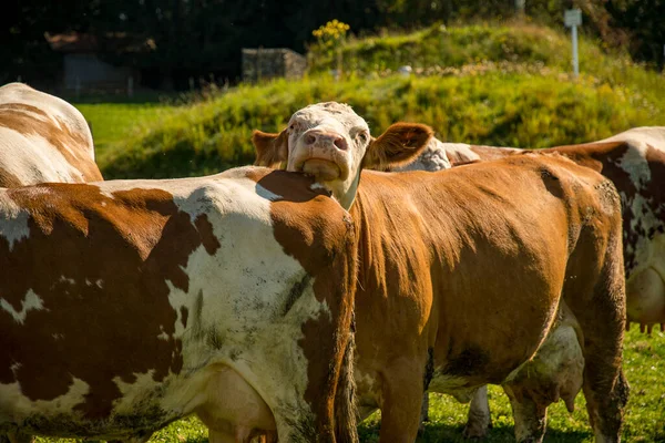 Tråkig Lägger Sitt Huvud Annan — Stockfoto