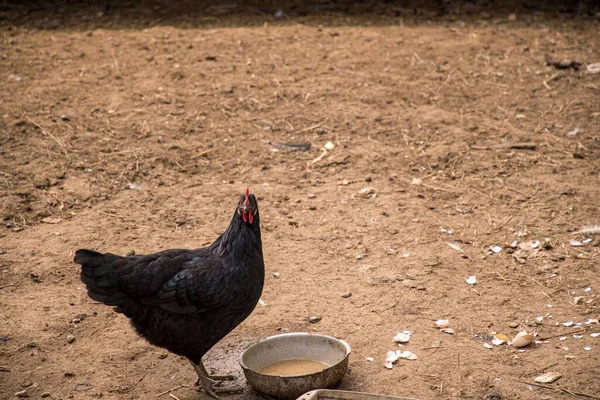 Black Chicken Front Feed Tray Text Space — Stock Photo, Image