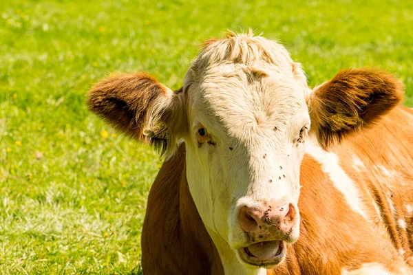 Cabeça Uma Vaca Com Muitas Moscas Rosto — Fotografia de Stock