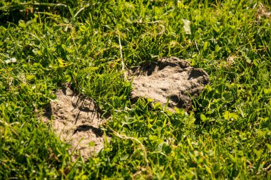 Güneşli çimlerde gübre gibi taze inek gübresi