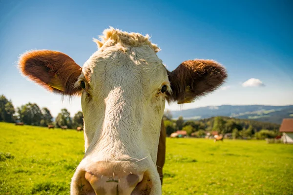 Pastagem Vaca Com Vaca Olhando Diretamente Para Câmera — Fotografia de Stock