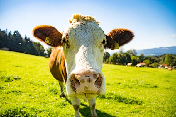 Pastagem Vaca Com Vaca Olhando Diretamente Para Câmera — Fotografia de Stock