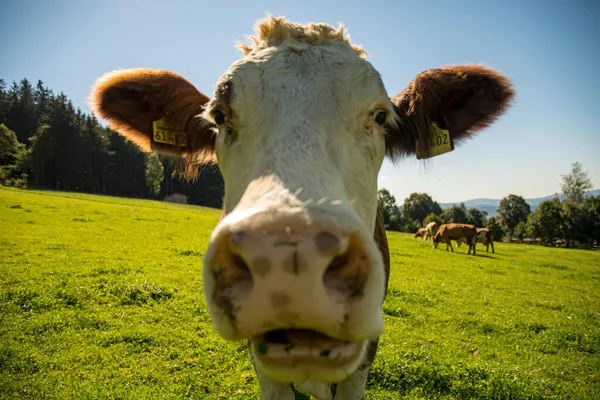 Retrato Vaca Olha Para Câmera Com Sol — Fotografia de Stock