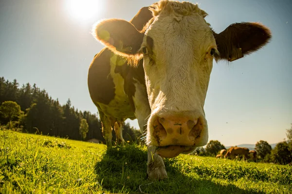 Porträtt Ser Kameran Med Solen — Stockfoto