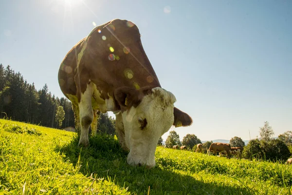 Sol Med Ängen Äter Gräs — Stockfoto