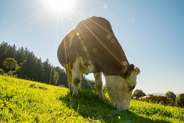 Sol Med Ängen Äter Gräs — Stockfoto