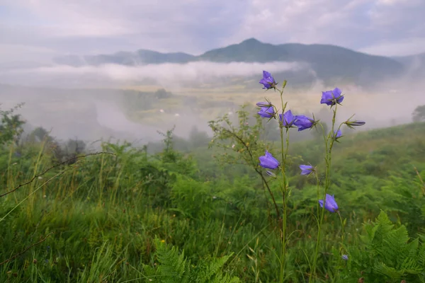 Doğada harika bir tatil!