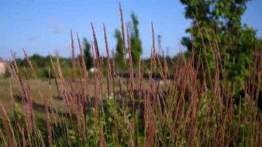 Gün batımında, mükemmel mavi gökyüzü ve bulanık arka plan (paket 4 sahnelerin - kadar seyahat ve şu panning ile parkta uzun boylu otlar)
