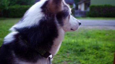Alaskan Husky köpek evde bir banliyö ortamında hayattan zevk (paket 5 sahneleri kadar seyahat, ve ileri doğru yatay kaydırma, sabit bakan ev veya caddeye bakan açı)
