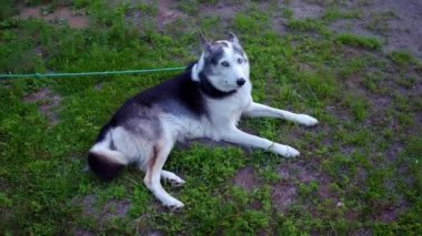 Bırakmasını ve çim (paket etrafında kaydırma ve yukarıdan izlendi 2 sahnelerin haddeleme mutlu Alaskan Husky köpek)