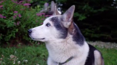 Alaskan Husky köpek içinde belgili tanımlık geçmiş (paket 2 sahneleri, Sabit açı ve çevresinde kaydırma çiçekli çalılar ile banliyö ortamında evde hayattan zevk)