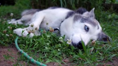 Yonca çiçek tarafından çevrili rahat Alaskan Husky köpek içinde belgili tanımlık geçmiş (paket 6 sahneleri kadar sabit açılı ve Kapat, seyahat, uzun boylu otlar ile banliyö ortamında evde hayat keyif alıyor)