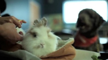 AAT klinik kullanımları (paket 4 sahnelerin tavşan, fino köpeği ve shih tzu gibi kullanılan farklı Evcil hayvan)
