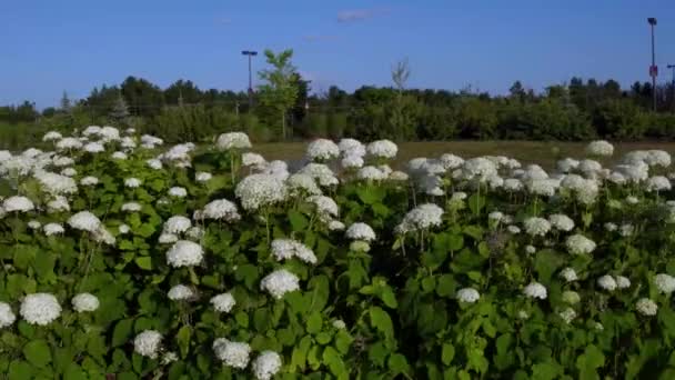 Park Boardwalk Förbi Rad Hortensia Eller Hortensia Blommor Med Perfekt — Stockvideo