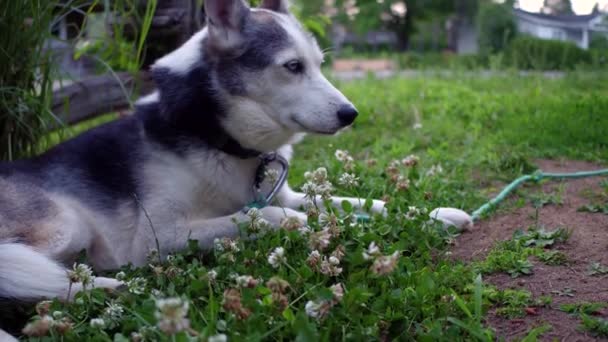 Confortable chien Husky de l'Alaska entouré de fleurs de trèfle profite de la vie à la maison dans un environnement de banlieue avec une vieille clôture en arrière-plan (paquet de 6 scènes, voyage, angle fixe et gros plan )