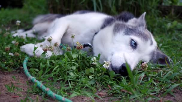 Confortable chien Husky de l'Alaska entouré de fleurs de trèfle profite de la vie à la maison dans un environnement de banlieue avec de hautes herbes en arrière-plan (paquet de 6 scènes, voyage, angle fixe et gros plan )