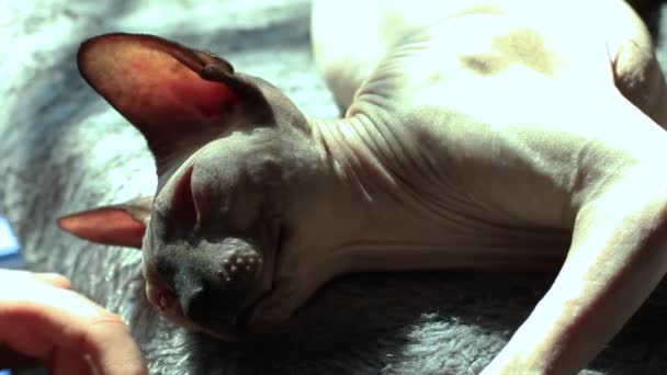 Girl Petting Sphynx Cat Enjoying Direct Sunlight Relaxing Confortably While — Stock Video