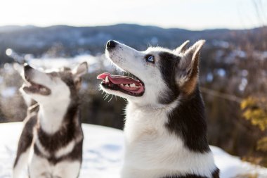 Oyun oynamayı ve bir dağın tepesinde kış zevk iki husky köpek
