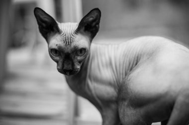 Siyah beyaz portre bir sphynx kedi