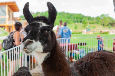 Bir parkta bir Lama yakın çekim