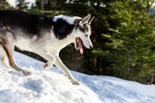 Alaszkai Husky Fut Hegyről Tél Homályos Fenyő Háttérben — Stock Fotó