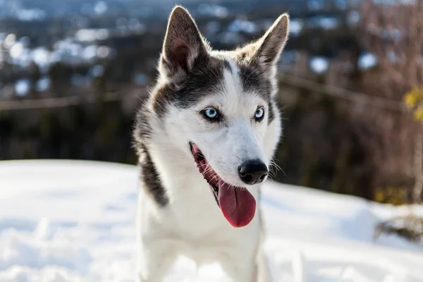 Alaszkai Husky Kutya Élvezi Tél Hegy Tetején — Stock Fotó