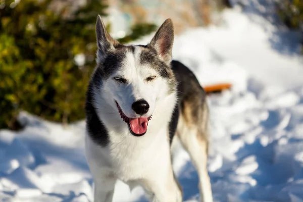 Alaszkai Husky Kutyák Úgy Néz Nagyon Boldog Hogy Egy Napsütéses — Stock Fotó