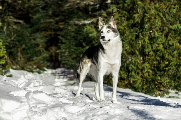 Portréja Egy Alaszkai Husky Szabadtéri Télen Cédrusfát Háttérben — Stock Fotó