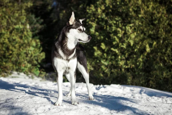 Portréja Egy Kereszt Tenyészt Husky Egy Hegy Téli — Stock Fotó