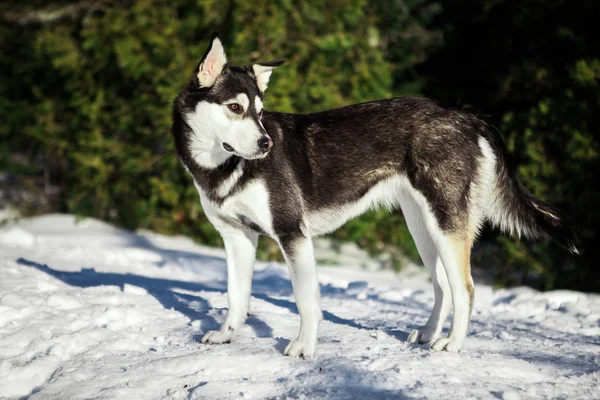 Porträtt Cross Rasen Husky Solig Vinterdag Med Cederträd Bakgrunden — Stockfoto