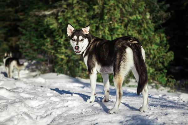 Haç Ise Tek Bir Dosyada Yürüyen Iki Husky Köpek Bir — Stok fotoğraf