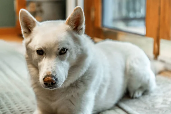 Lazy cross breed husky dog is laying on the carpet indoors