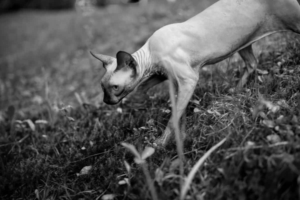 Sphynx Cat Exploring Wilderness First Time Black White Picture — Stock Photo, Image