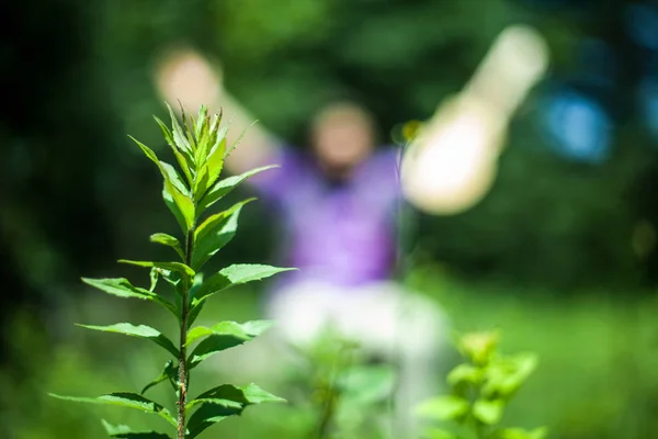 Primer Plano Una Hermosa Planta Verde Campo Día Soleado Con — Foto de Stock