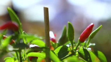 Acı ve tatlı biber bitkiler farmer's Market üzerinde rüzgarlı ve güneşli gün (paket 3 sahnelerin yakın çekim)