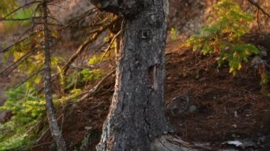 Günbatımında (kadar seyahat, sola kaydırma paketi 2 sahnelerin bir dağın tepesinde eski ağaç)
