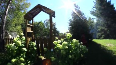 Topluluk zen Bahçe ortanca veya HORTENSIA çiçek, altın başak, dendelions ve arılar, nehrin yanında bir güzel yaz gününde (paket farklı kamera hareketleri ile 5 sahne filme)