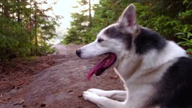 Alaskan Husky köpek içinde belgili tanımlık geçmiş - horizon ile boreal bir ormandaki bir kayaya sabit açılı yatıyordu