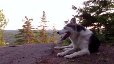 Alaskan Husky köpek bir boreal orman dağın tepesinde - döşeme içinde belgili tanımlık geçmiş (paket 2 sahnelerin horizon ile çevresinde kaydırma)