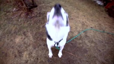 Mutlu alaskan husky köpek (köpek kameraya, köpek sphynx kedi kokusu geliyor paket 4 sahnelerin kamera karşı karşıya mavi gözlü)
